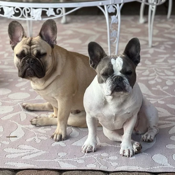 Lakefront Lux Live Show - Picture 14 of 14